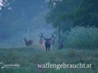 Rothirschjagd in Nordwestungarn mit 20% Rabatt