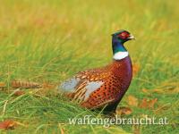 Fasan, Enten, Rebhuhn und Feldhase Jagd