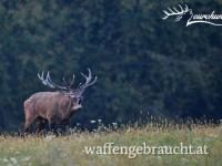 Rothirschjagd in Westungarn - Pauschalpreis zwischen 8 und 10 kg