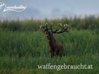 Rothirschjagd in Brunftzeit in Komitat Vas In der Nähe von Sárvár