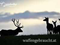 Rothirschjagd in Brunftzeit in Komitat Vas