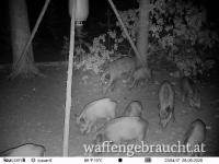 Drückjagd in Tchechien 