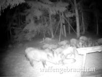 Drückjagd Tchechien 7-8.11.2026