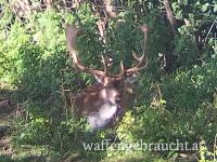 Damhirsch