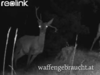 Abnormer 3 Hirsch in einem Kärntner Bergrevier 