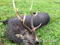 Sika-Hirsch