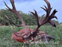 Rothirschjagd 11-13 kg in Südwestungarn