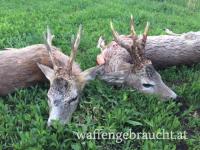 Rehbockjagd im Jahr 2027 in Ungarn