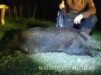 Abschusshirsch und Wildschweinjagd in Westungarn