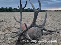 Traditionelle Rot- und Damhirschjagd am Fuße der Alpen.