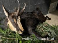 Bergrevier nahe Semmering – Jagdgenuss in der Obersteiermark