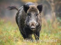 Gute Drückjagd am 12. Dezember 2026