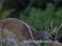 Damspießer/ Kahlwild 0664/88542583