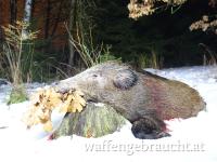 Ansitzwochenende in Tschechien: Schwarzwild, Rehwild, Rotwild, Damwild, Raubwild