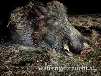 Abschusshirsch und Wildschweinjagd in Westungarn